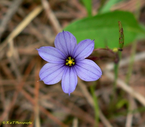 {Sisyrinchium atlanticum}